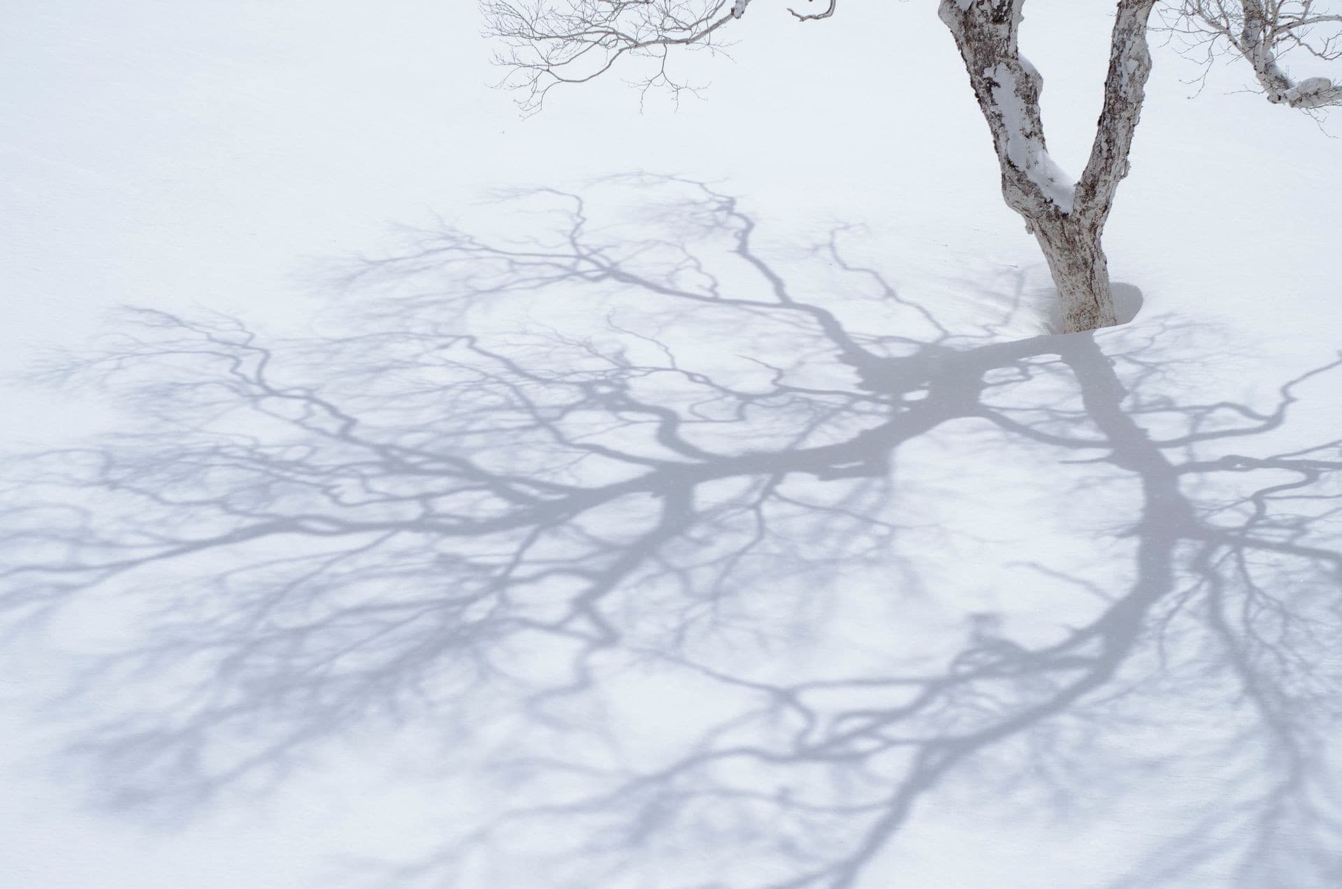 Skier carving through deep powder in a birch forest
