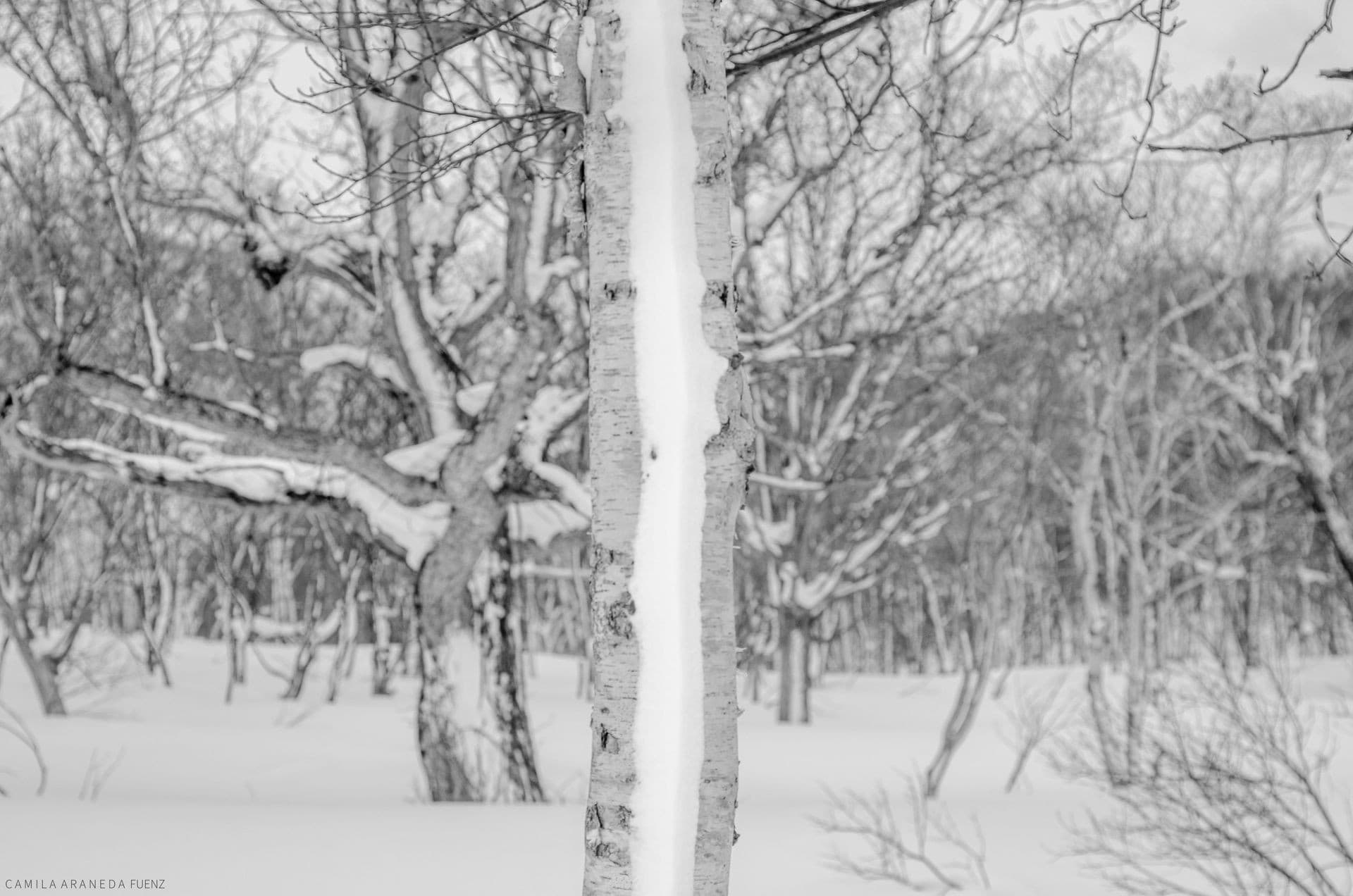 Skier making a turn through deep powder snow in Hokkaido