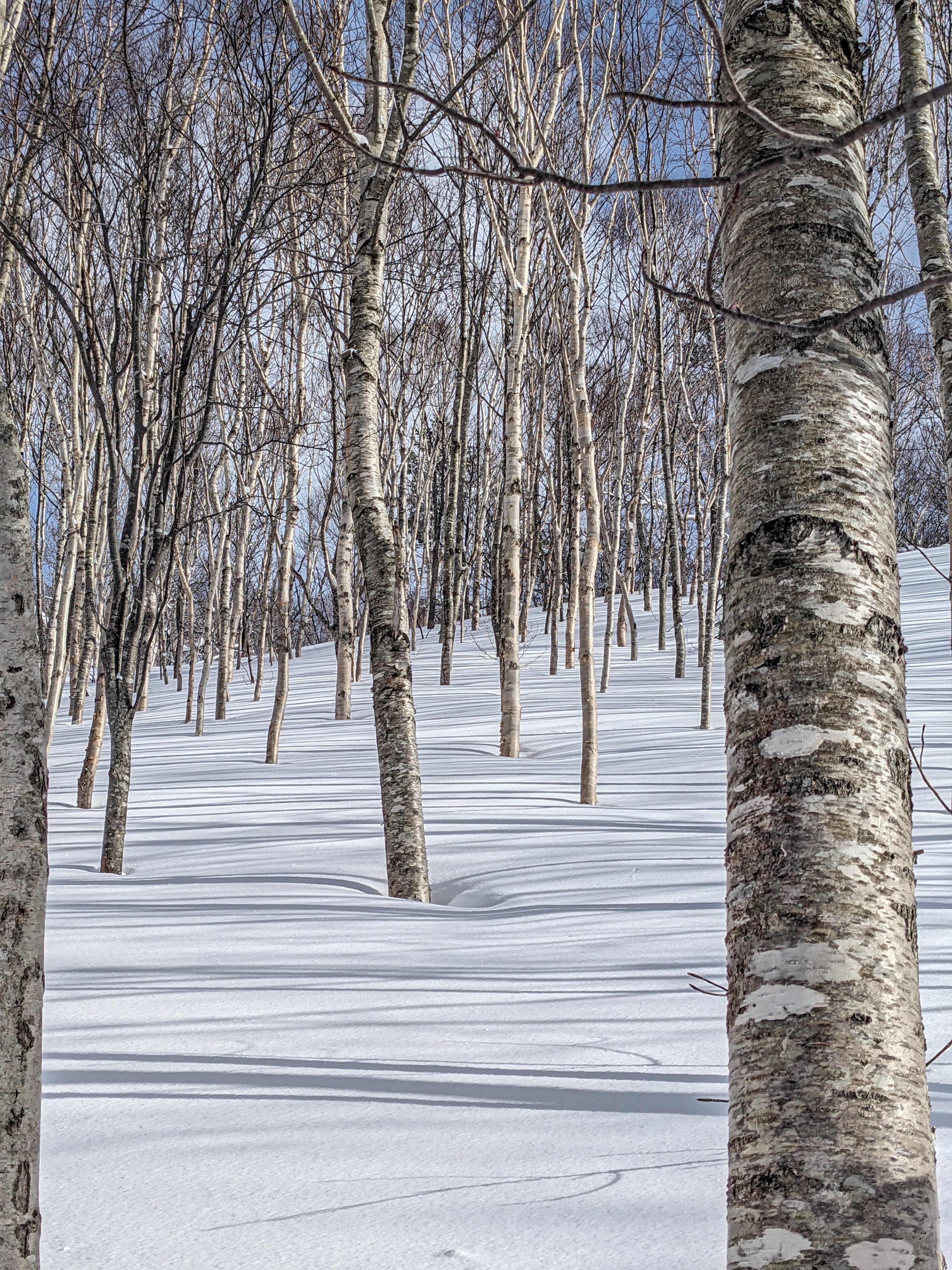 Slender birch trees on a snowy hillside casting long, parallel shadows across the bright white snow.