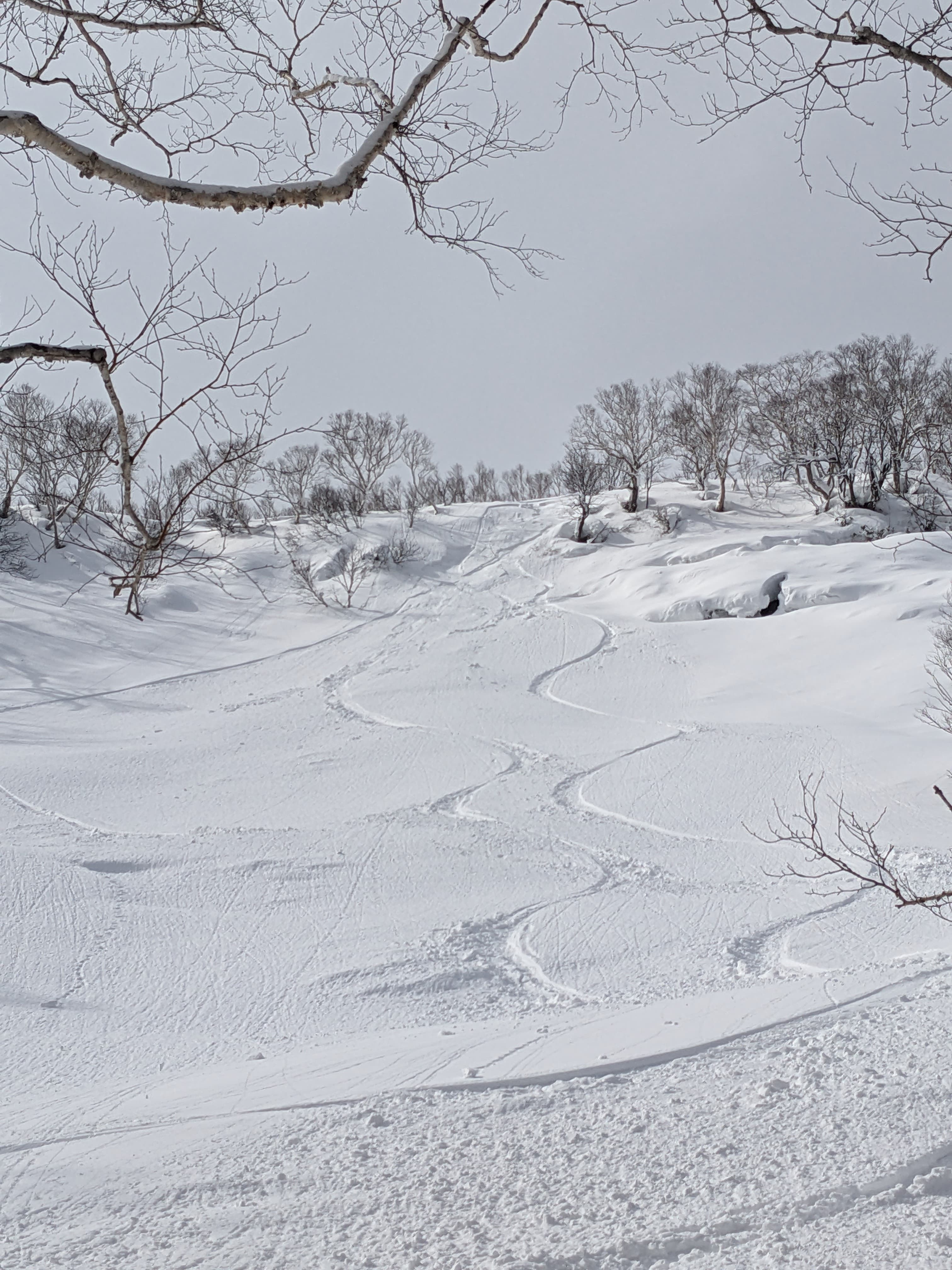 Curved ski tracks on a snowy mountain slope framed by bare trees in winter.